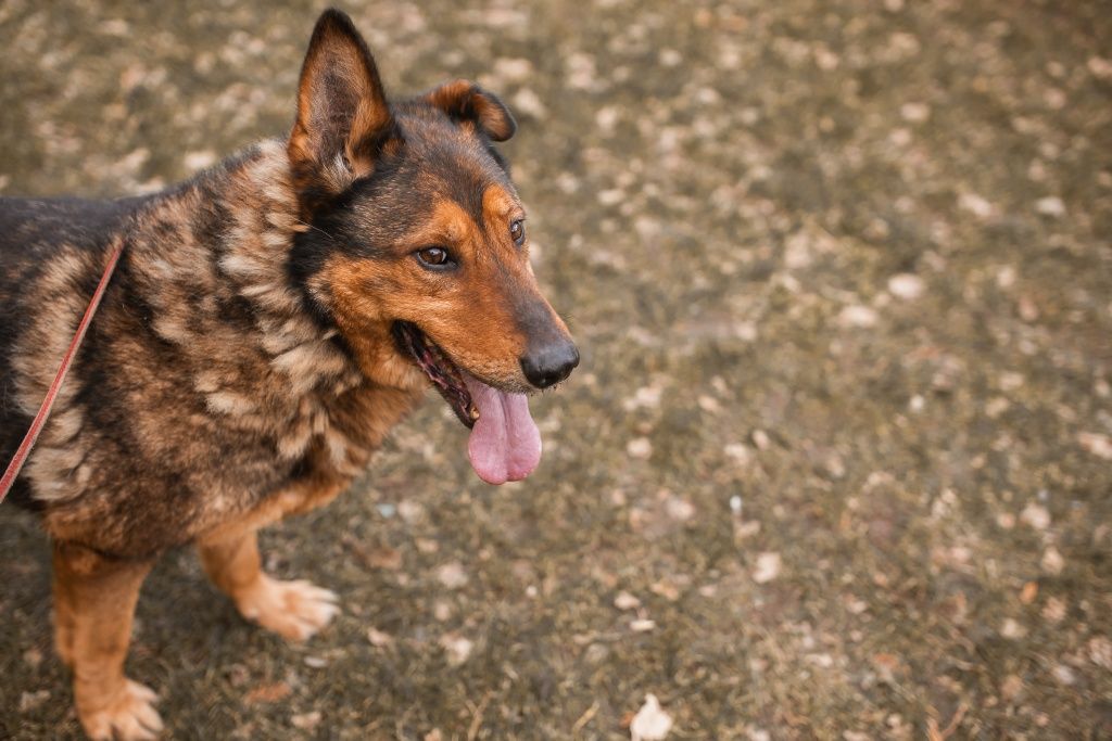 Duży senior Bruno do adopcji!