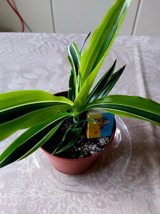 Драцена Лемон Лайм