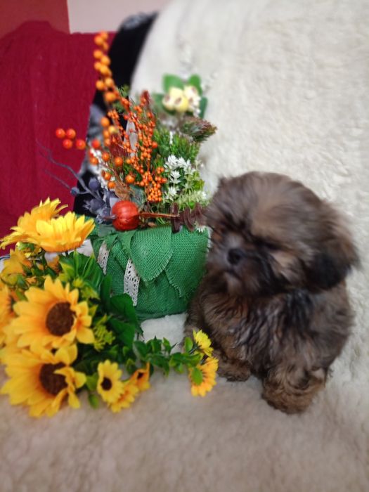 Piesek shih TZU z rodowodem