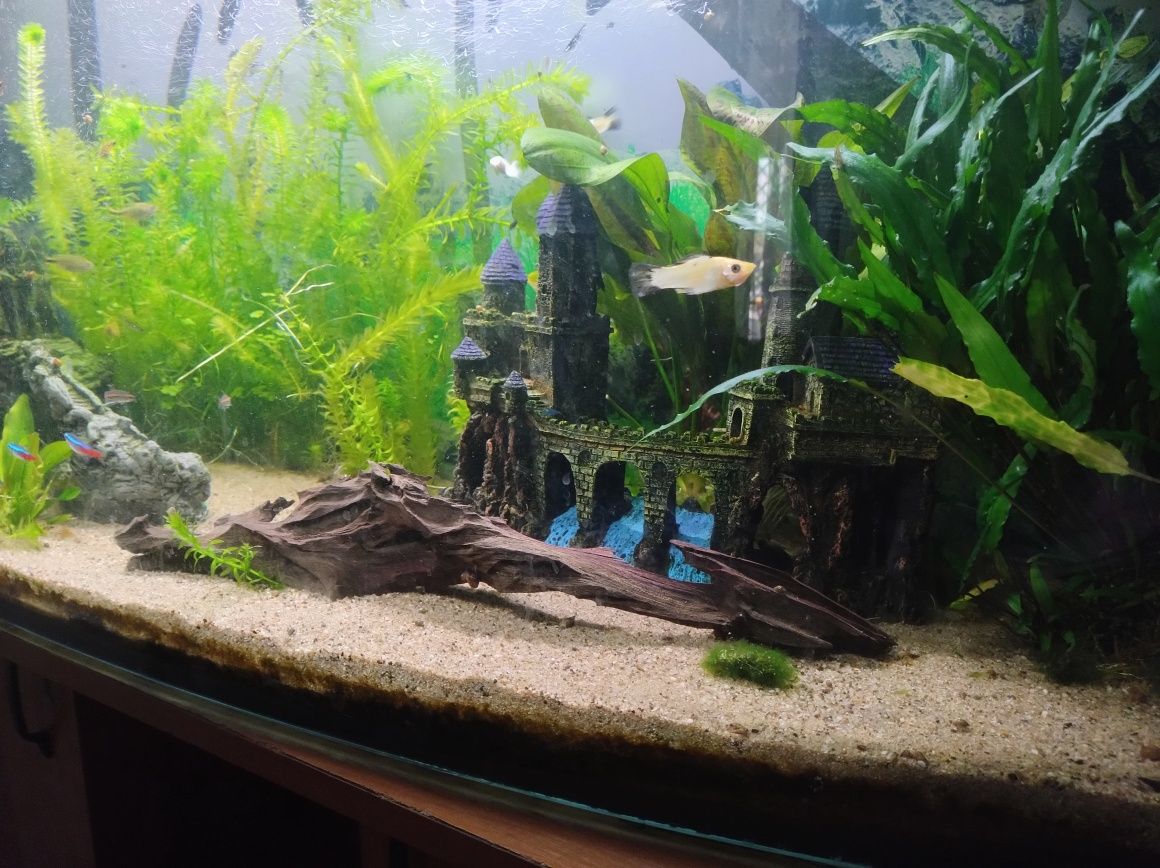 Akwarium 250l z życiem