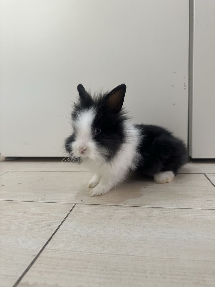 Coelhos anōes c/ 2 Meses (2 Meninos 1 Menina)