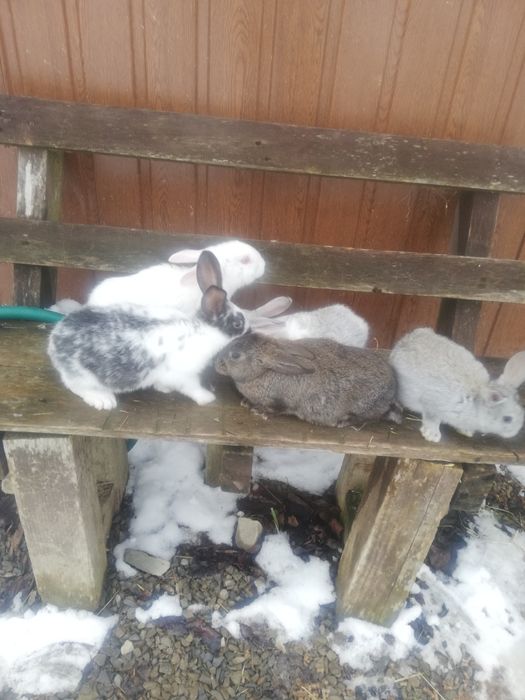 Sprzedam gniazdo królików 5szt 160 zł