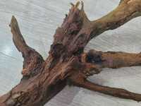 Naturalny korzeń porośnięty mchem 57cm
