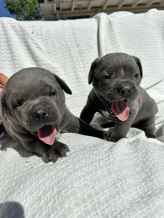 Елітний голубий щенок кане корсо Брайн, 1 місяць