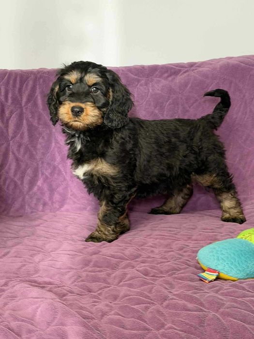 Cockapoo f1-Cocker Spaniel /pudel miniatura -PIES