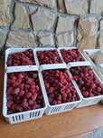 Maliny ekologiczne