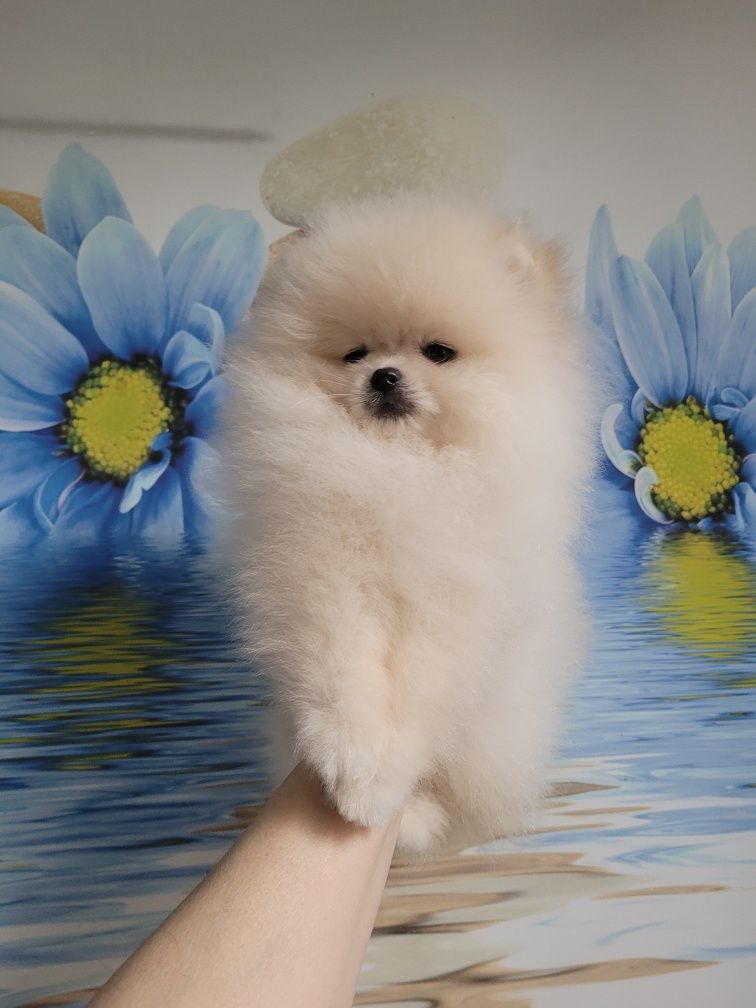 Pomeranian Dziewczinka. color Cream