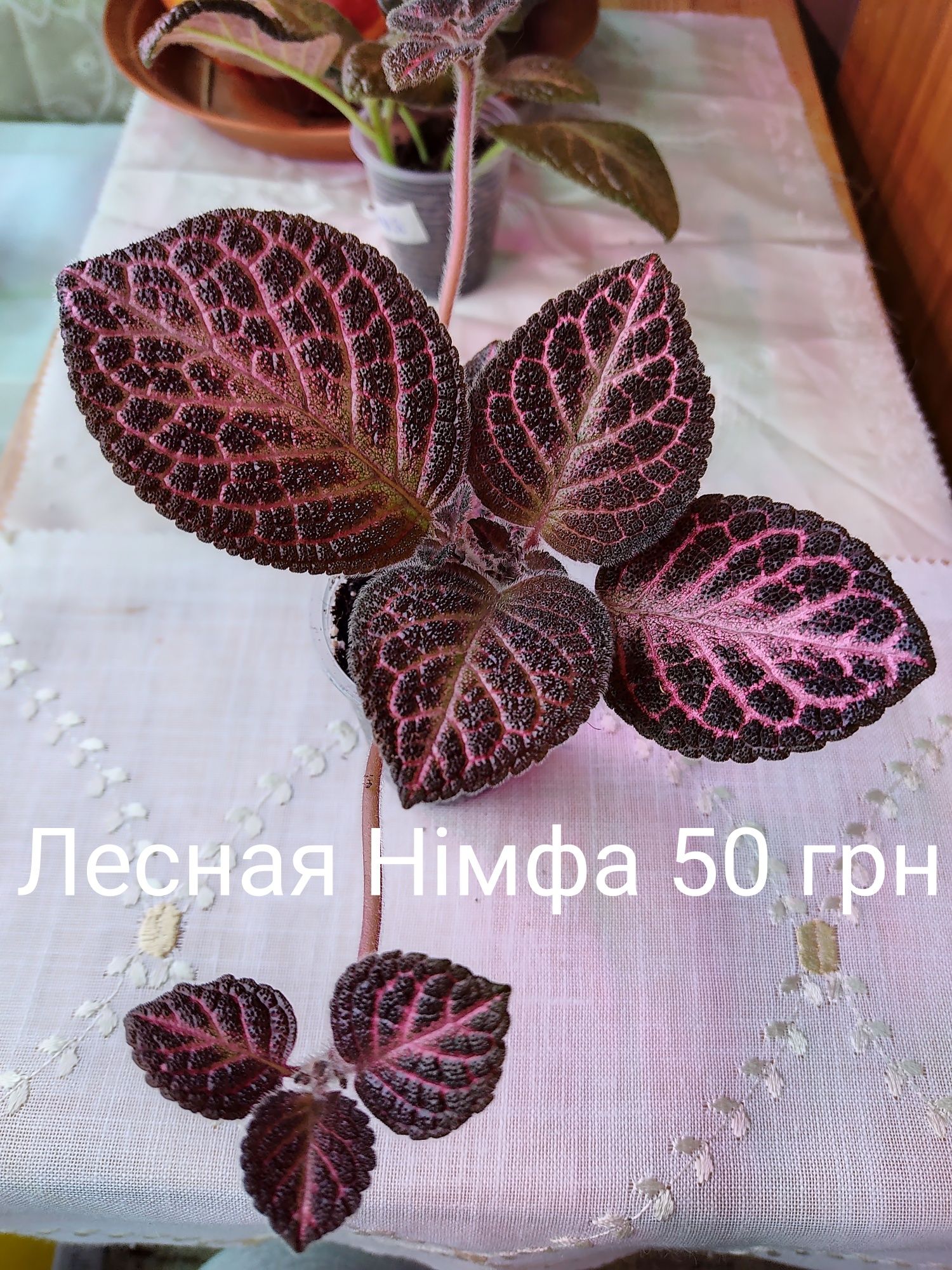 Епісцї 50грн.Висилаю Новою Поштою при сприятливих умовах Укрпоштою.Мін