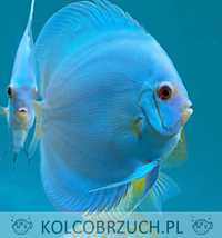 Paletka - Dyskowiec - BLUE DIAMOND - Symphysodon discus - IMPORT