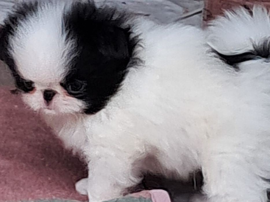 Chin Japonski piękny piesek