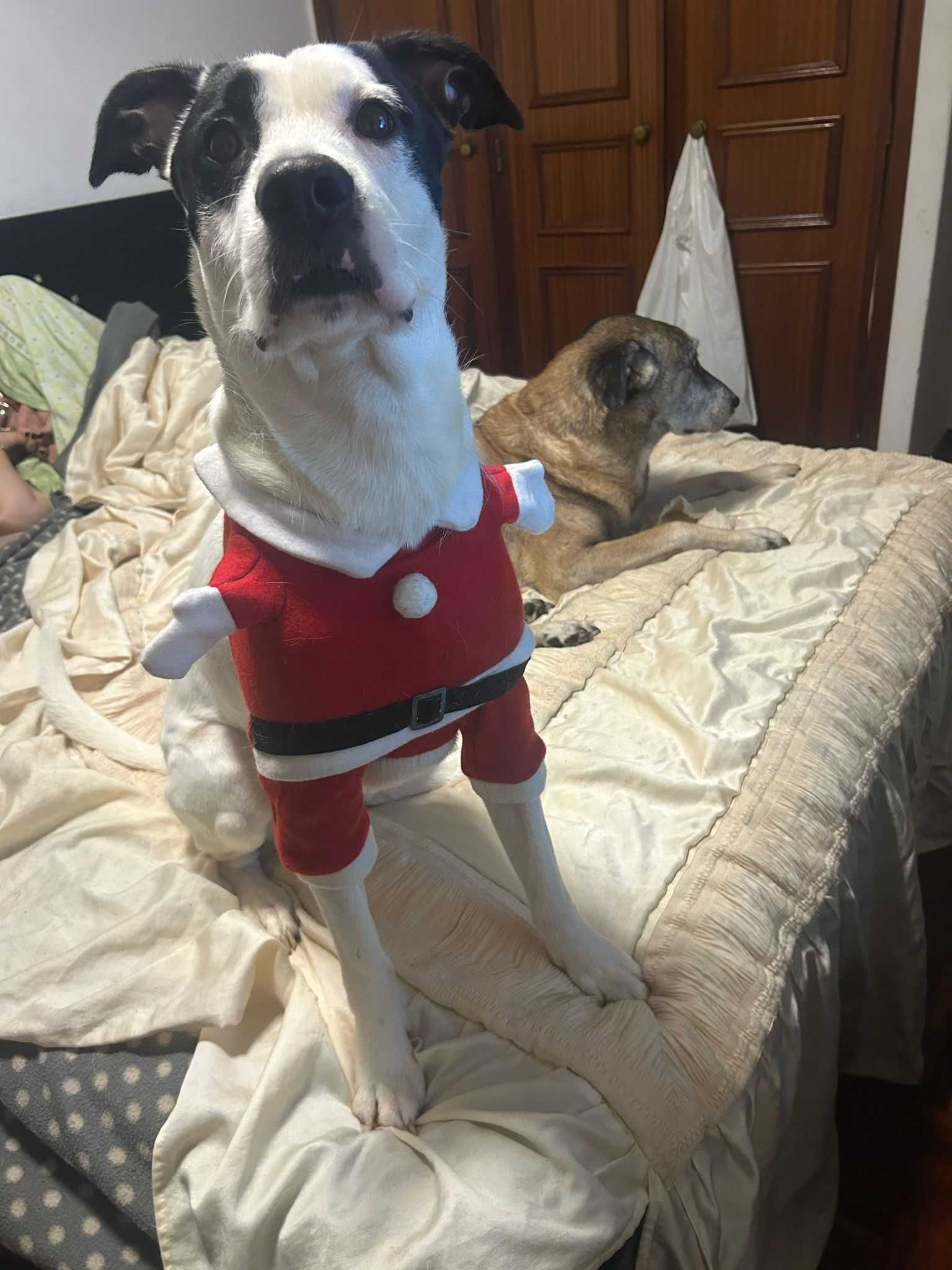 Vader - Cão meigo para adoção