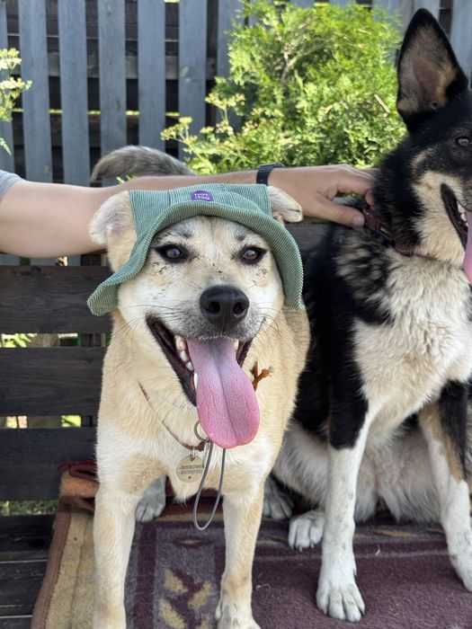 Біла собака дівчинка маруся безкоштовно