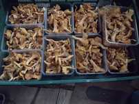 Grzyby kurki świeże 2.5 kilograma