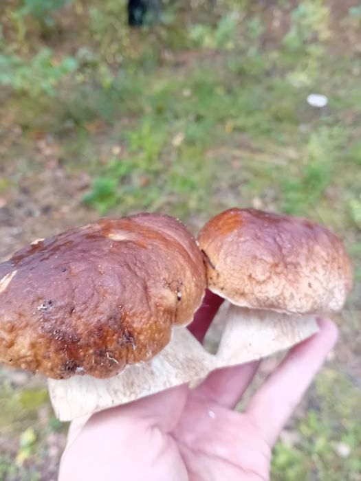 Grzyby świeże tanio