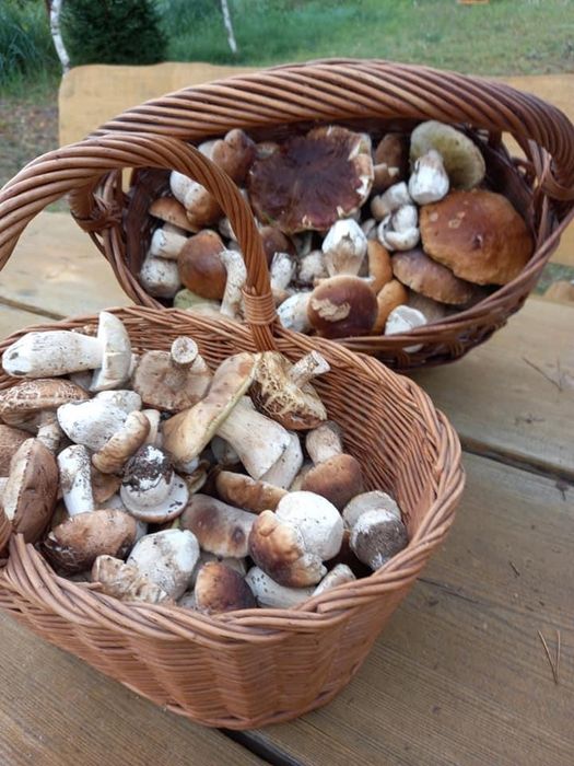 Wynajmę domek w otulinie lasu (klimatyzowany)