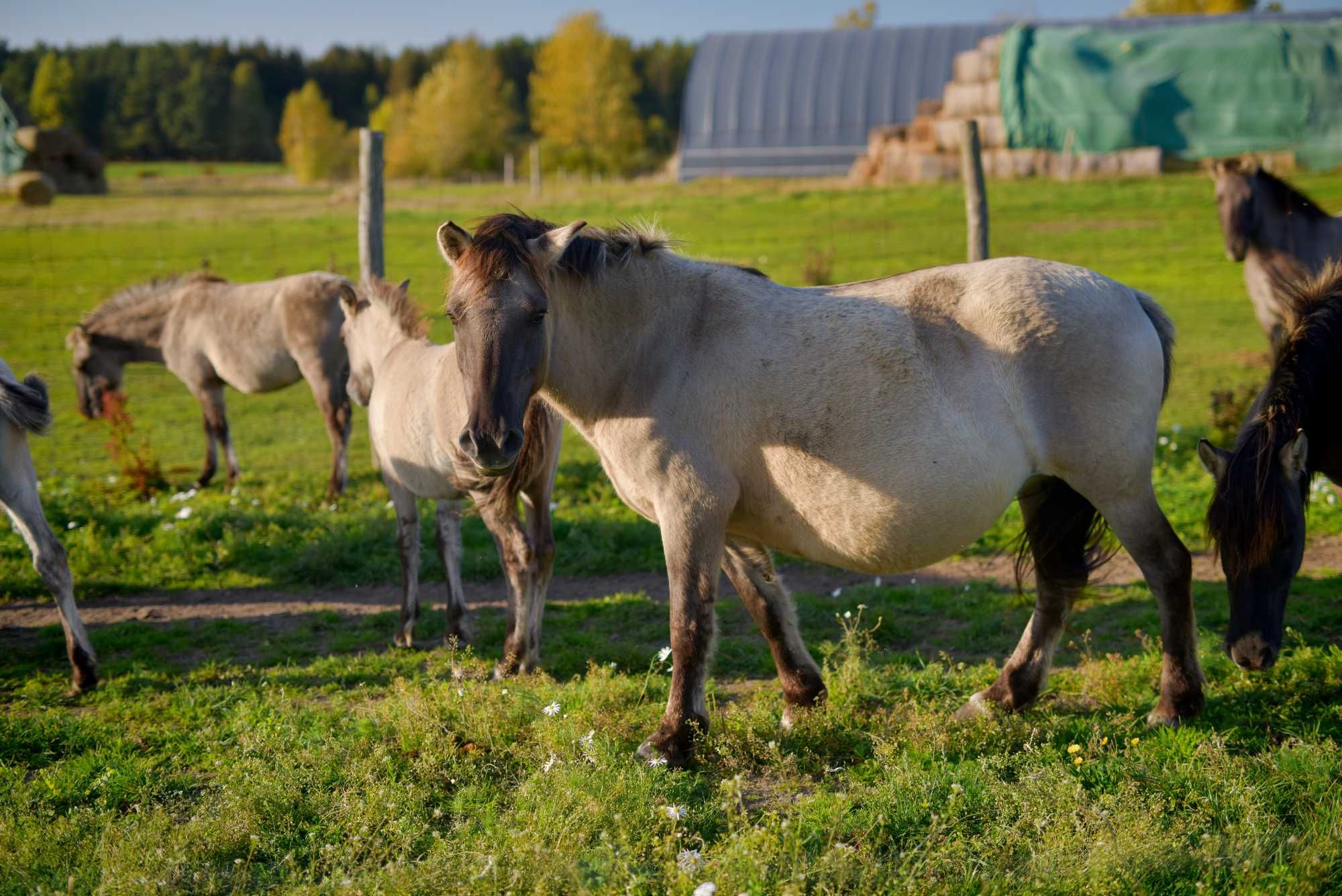 Koniki Polskie - Program