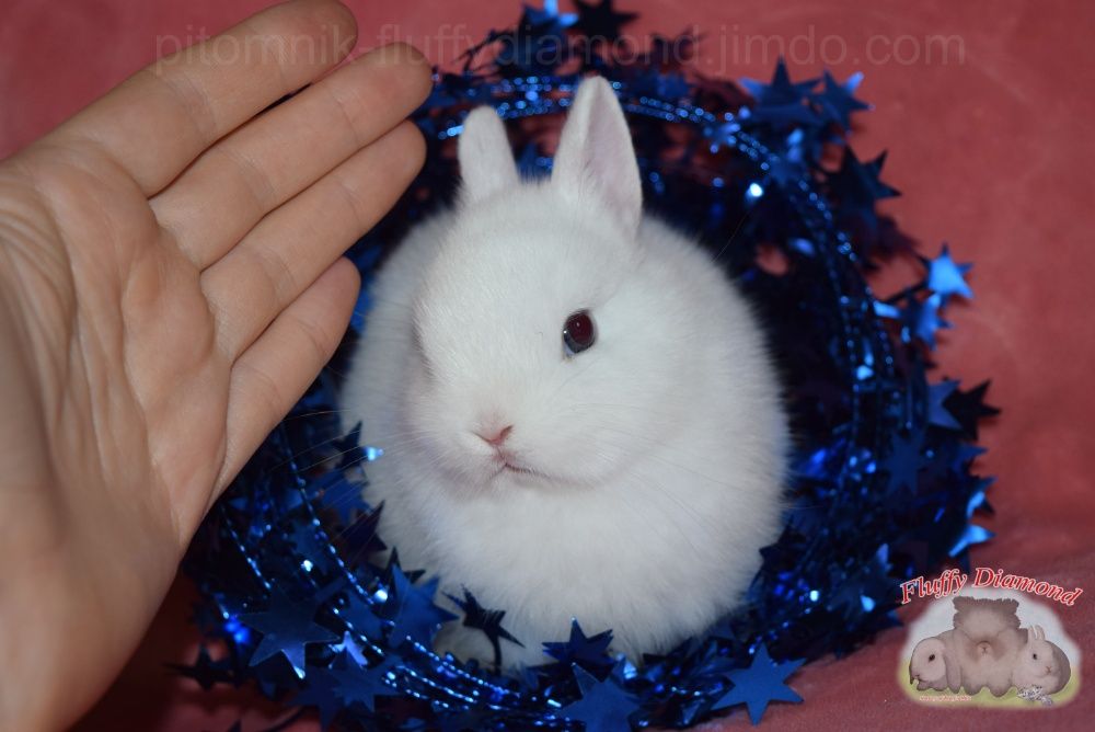 Чистопородные гермелины из питомника Fluffy Diamond.Самые маленькие