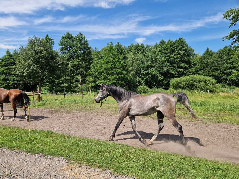 arab, czysta krew arabska wałach,