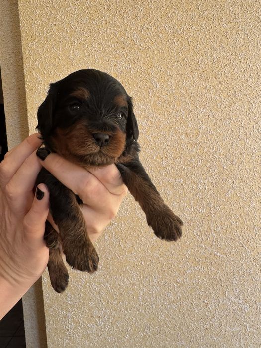 Cavapoo, Cavalier King Charles Spaniel, Pudel