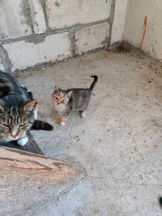 Oddam za darmo kotki