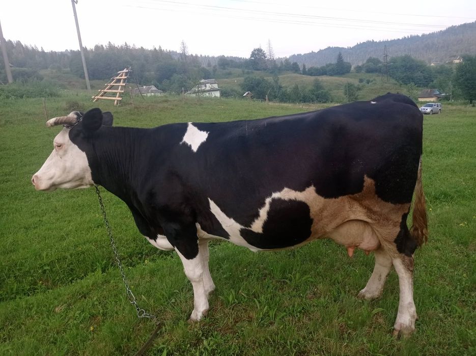 Продам породисту корову