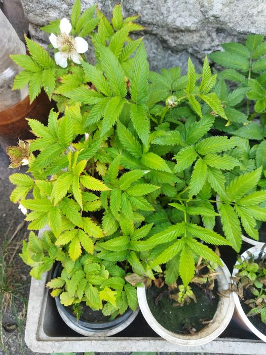 Малина китайская Мяо-мяо (клубника-малина), годжи-суперфуд