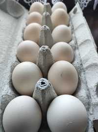 Jaja lęgowe zielononóżki