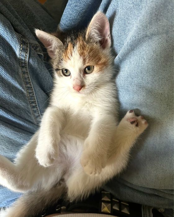 Koteczka do oddania za darmo MUSZYNA/KRYNICA-ZDROJ/NOWY SACZ