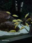 Pyszczaki Yellow 3-4 cm labidochromis caeruleus malawi