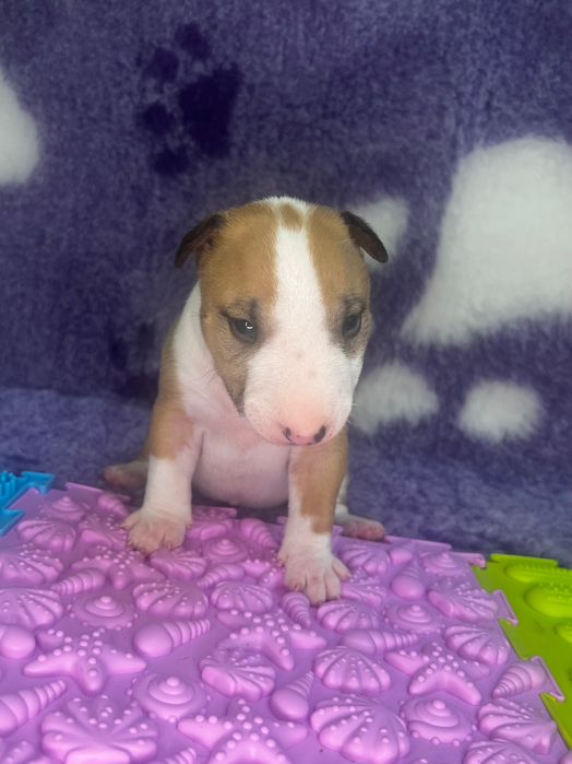 Bullterrier miniaturowy, bulterier miniaturowy