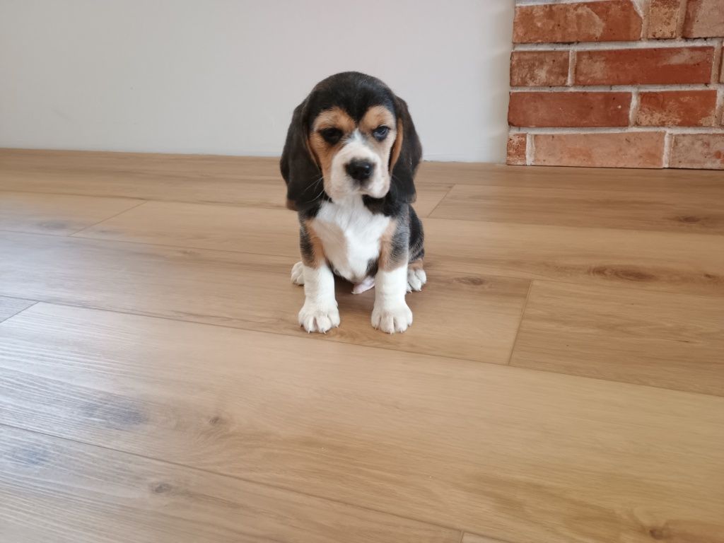 Piesek Beagle ZKWP FCI