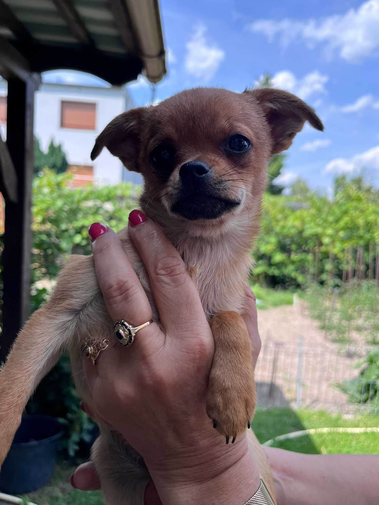 Chihuahua krótkowłosy odchowany śliczny piesek gotowy do odbioru!