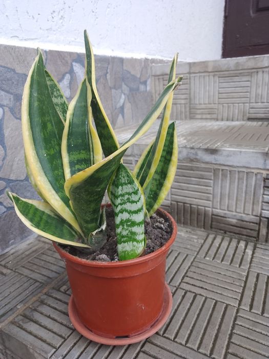 Продам сансевьеру за гарною ціною