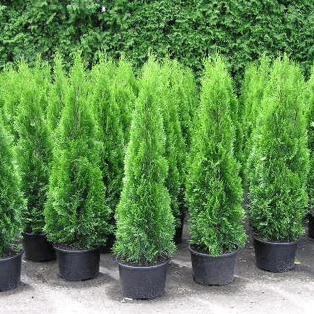 Туї смарагд thuja smaragd