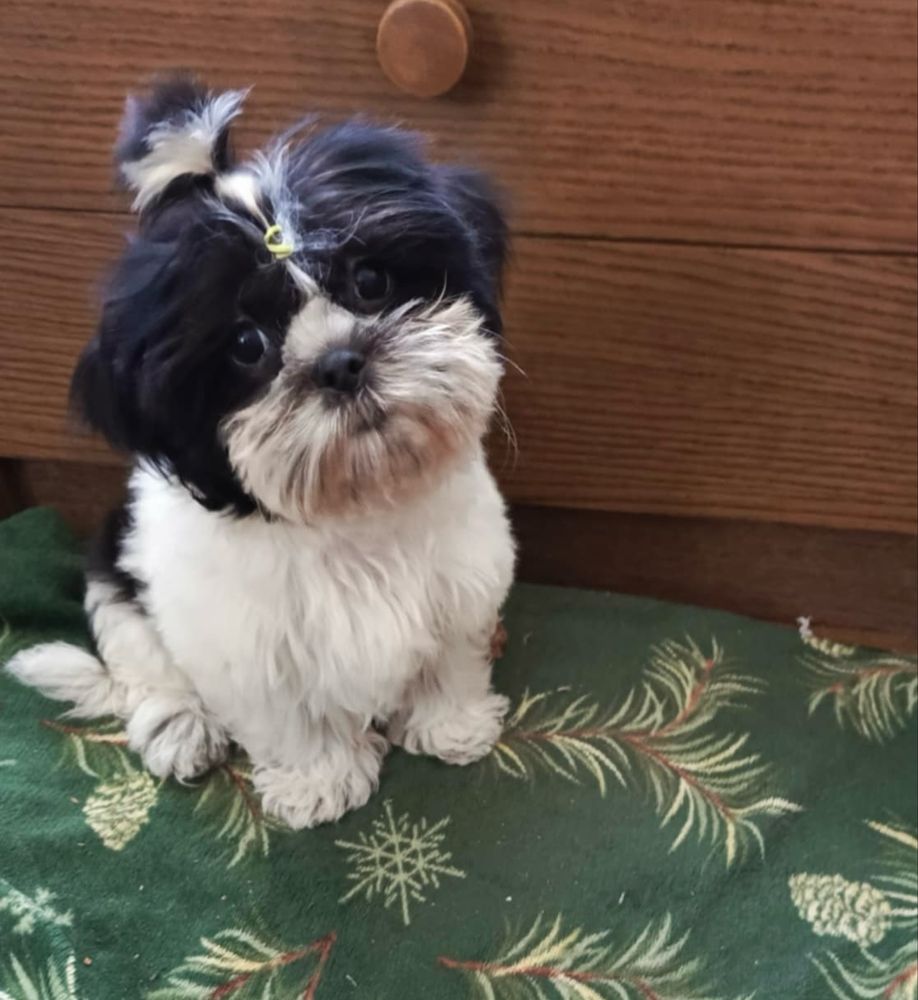 Shih tzu suczka