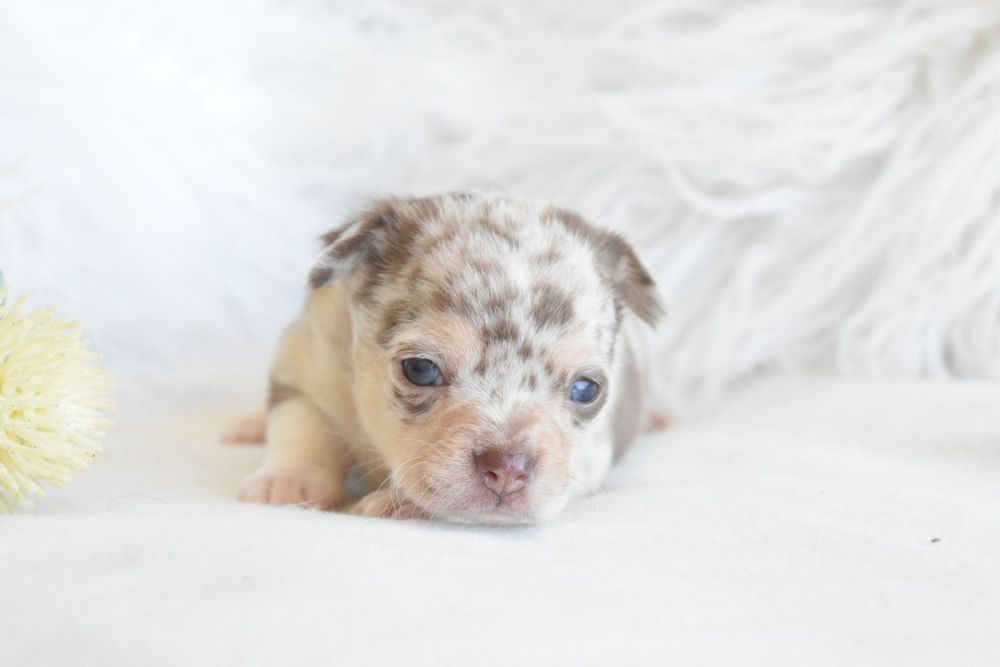Chocolate Menino Chocolate Merle Olhos Azuis