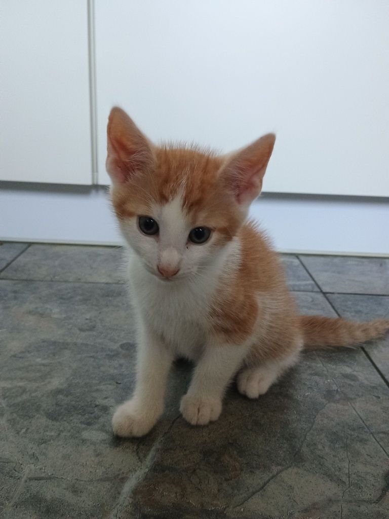 Oddam pięknego kocurka