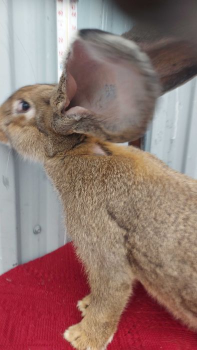 Króliki. Belgijski Olbrzym Szary. Samica z rodowodem.