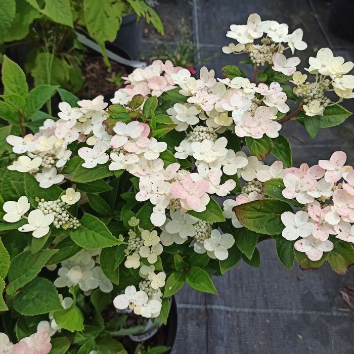 Szkółka Drzew i Krzewów ozdobnych AWSikora