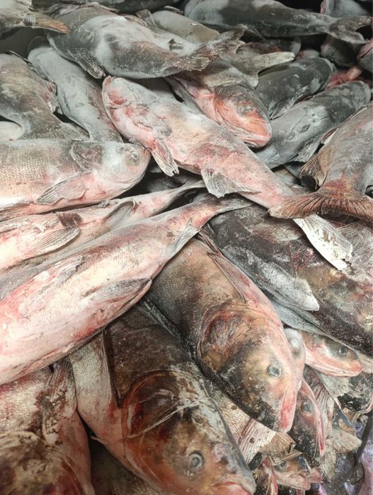 Продаю мороженого Товстолоба