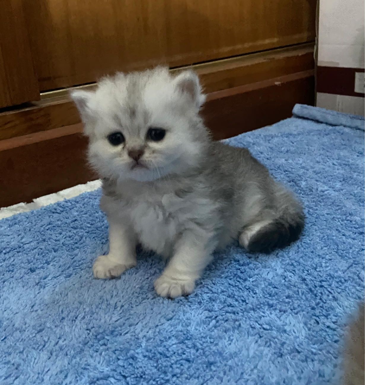 British Shorthair Golden