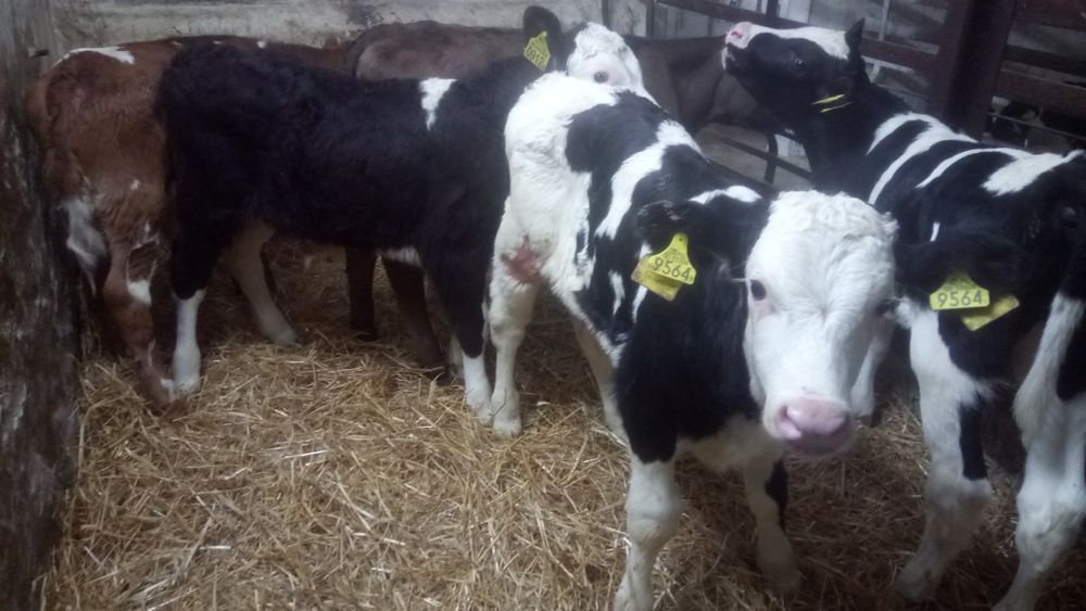 Cielaki - byczki, jalowki. 50-100 kg.