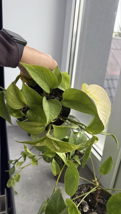 Епіпремнуми мікси золотистий, хеппі ліф, марбл кіін