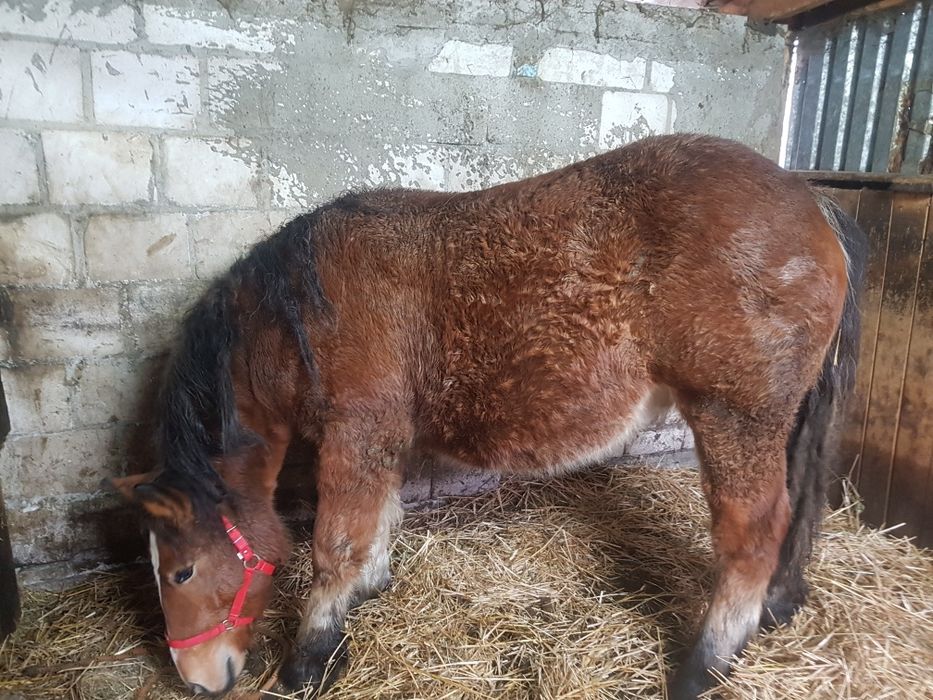 Źrebak ogier 16 miesięcy