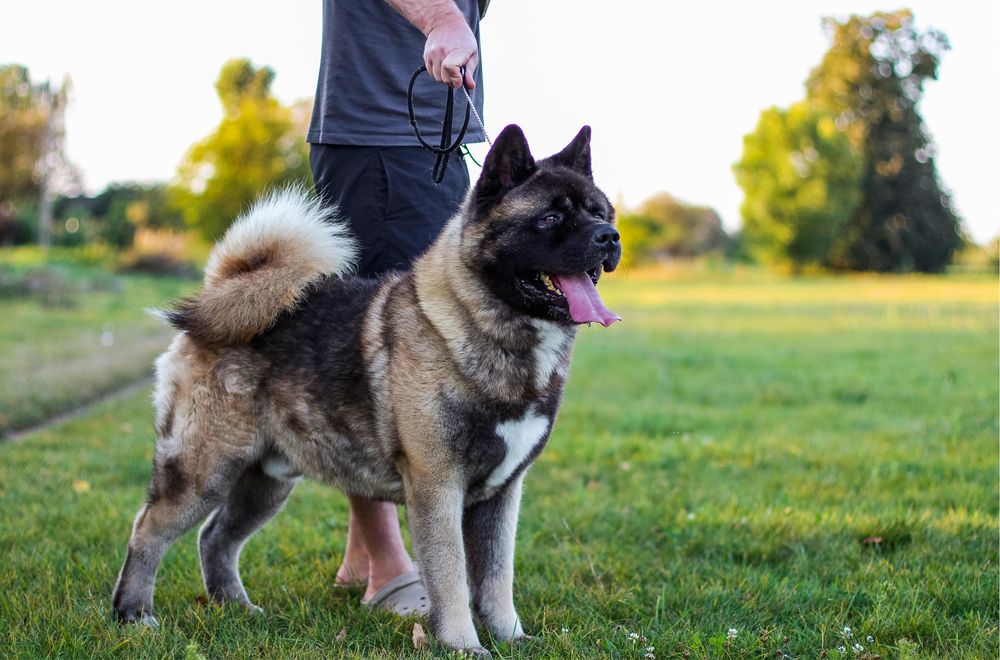 Американська Акіта КСУ шикарний кобель для вʼязки