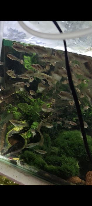 Лімія перуджи чернополоса