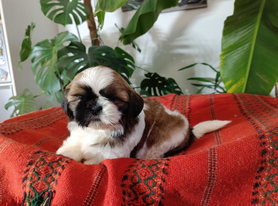 Shih Tzu suczka okolice Krakowa i Bochni