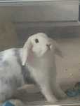 królik baranek mini lop