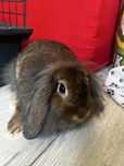 Samiczka Królik Mini Lop (baranek)