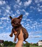 Miniaturowa czekoladowa mini xxxs dziewczynka chihuahua Tiffany!